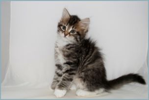 Female Siberian Kitten from Deedlebug Siberians